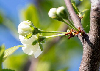 Flowers on a cherry tree in spring. Close-up
