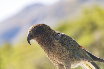 ミルフォードサウンドのケア