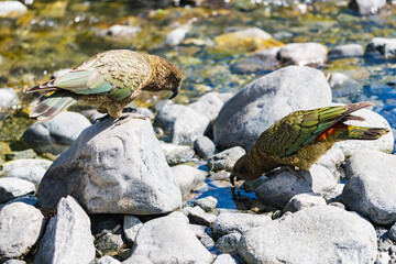 Fototapeta premium ミルフォードサウンドの二匹のケア