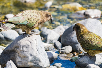 ミルフォードサウンドの二匹のケア