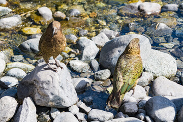 ミルフォードサウンドの二匹のケア