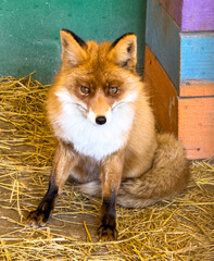 Portrait of a red fox in a zoo