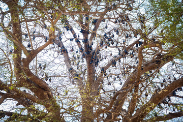 Bat hanging on a tree branch India.