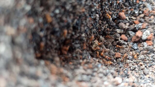 fire red ants in their nest