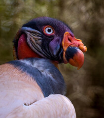 king vulture.
