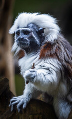 cotton-top tamarin.