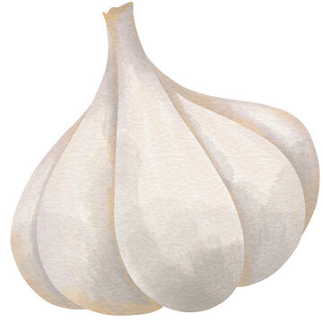 garlic isolated on white background