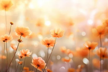 Fotobehang Summer poppy flowers blooming on a field outdoor. Nature concept. © stopabox