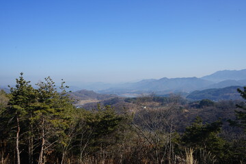 forest in the mountains