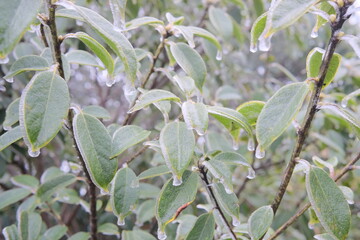 snow covered branches