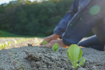 A person planting lettuce seedlings
