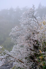 snow covered branches