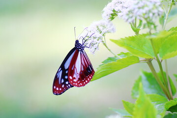 花の蜜を吸うアサギマダラ蝶
