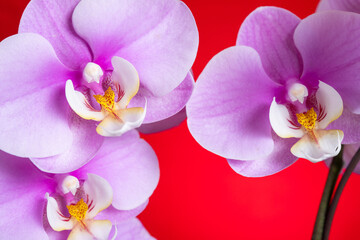 blooming lilac orchids on a red background horizontal composition