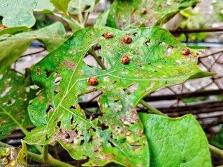 Ladybug sitting on a green leaf 