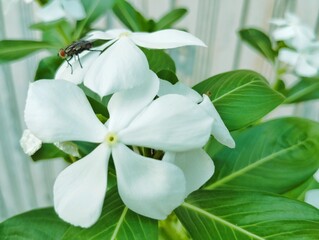 White periwinkle flowers in the garden 