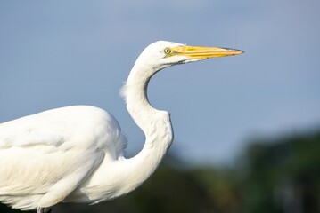 Great Egret