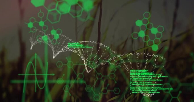 Animation of chemical formula with dna strand and data processing over grass