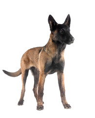 malinois in studio