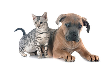 bengal kitten an cane corso in studio