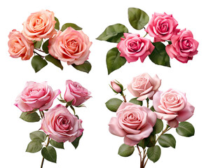 Set of beautiful pink roses in full bloom, with soft petals and green leaves, cut out