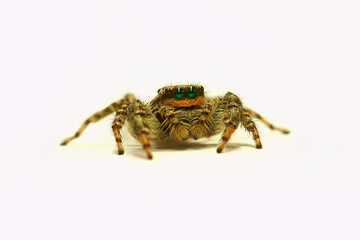 Rindenspringspinne