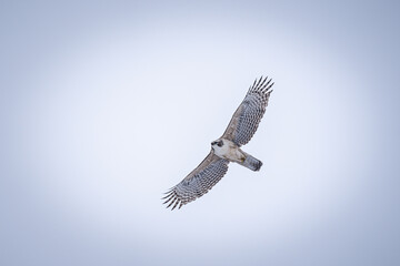 北海道の1月、クマタカの幼鳥。