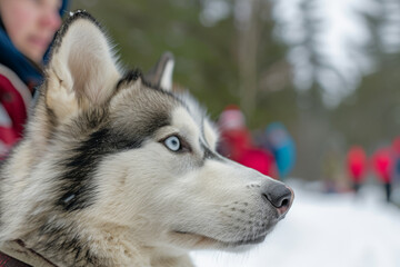 A husky stands proudly against a serene winter landscape, its fur adorned with frosty accents.