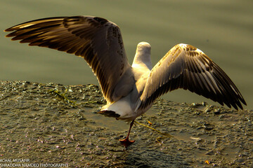 Seagull in flight