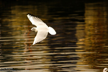 Seagull in the water