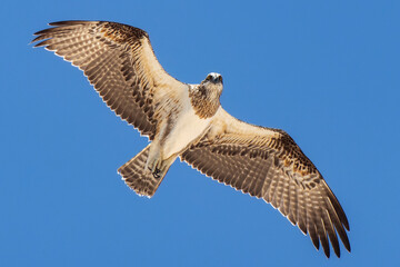 Bird of prey osprey with wings outspread in flight against a blue sky
