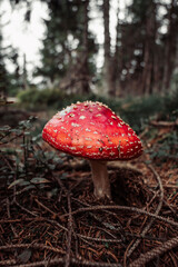 Roter Pilz am Oderteich