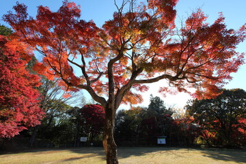 城址の紅葉