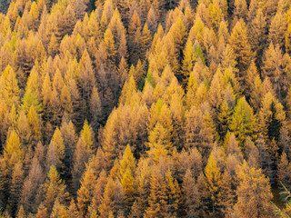 Yellow larch forest in autumn in Switzerland.