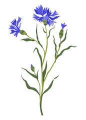 Fototapeta na wymiar Cornflower decorative wildflower in blossom vector
