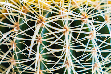 Cactus Gruzon, large needles. Close-up.