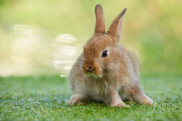cute rabbit sitting and looking something on a green grass in summer day