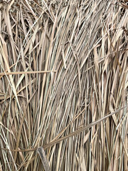 Background of dry grass. Texture of dry grass. Close-up.