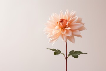 Single flower isolated against a pastel wallpaper background, copy space close up