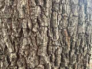 Bark of tree texture. Abstract background and texture  Bark of tree in the forest  Natural background and texture for design.