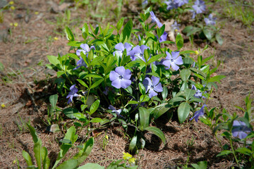 Periwinkle is a small flower. Spring flower is used in landscape design. Close-up. Selective focus.