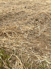 Sugar cane stubble in the field, closeup of photo