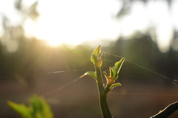 Garden leaves shining under the sunlight