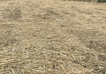 Sugar cane stubble in the field, closeup of photo