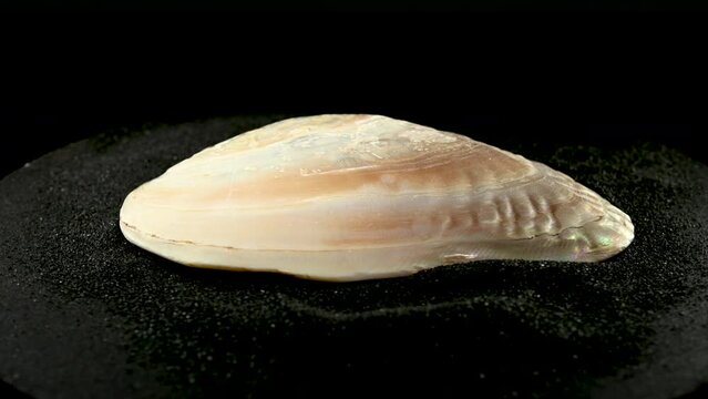 Sea pearl oyster shell on a black sand 4K