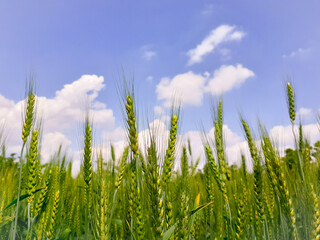 Triticum aestivum field with blue sky and white cumulus clouds background in summer, Wheat green plants crop field growing in sun also known common wheat or bread wheat 