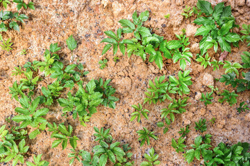 Grass sprouts grow through the sand and clay