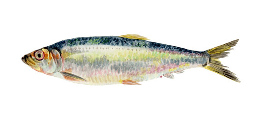 ニシン　手描き水彩画