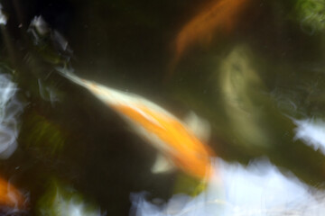 Goldsfish pond abstract - Inside the glasshouse of the Royal Botanical Garden Edinburgh (RBGE) - Inverleith - Edinburgh - Midlothian - Scotland - UK