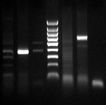 DNA fragment visualised on an Ethidium Bromide Agarose gel